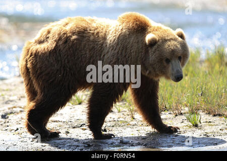 Kodiak Orso Bruno foraggio per il cibo mentre prima dell'arrivo dei salmoni a Uyak Bay, isola di Kodiak, Alaska Foto Stock