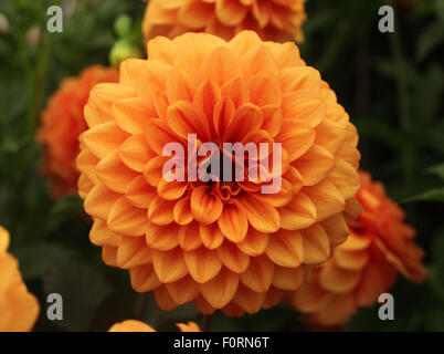 Dahlia 'David Howard' close up di fiore Foto Stock