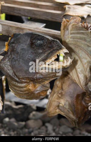 L'Islanda, a ovest di fiordi (Westfjords). Isafjordur. Bolungarvik, Osvor storico Fisherman's capanna. Essiccazione lupo atlantico Pesce. Foto Stock