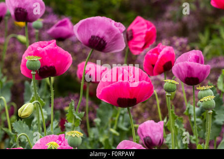 Papaveri che crescono in un giardino inglese, una pianta fiorente nella sottofamiglia Papaveroideae della famiglia Papaveraceae, Inghilterra, UK Foto Stock