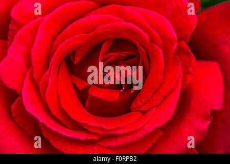 Primo piano di Rosa Red Lincoln , una cultivar di rosa del tè ibrido rosso scuro, Inghilterra, Regno Unito Foto Stock