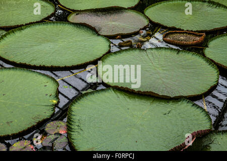 Gigli d'acqua giganti, Victoria Amazonica, in uno stagno interno a Kew Gardens, Kew, Londra, Regno Unito Foto Stock