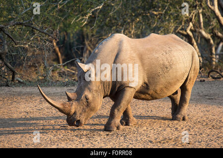 White Rhino (Ceratotherium simum), Kumasinga foro per l'acqua, Mkhuze Game Reserve, KwaZulu Natal, Sud Africa Foto Stock