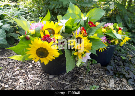 Giardino estivo bouquet nella benna, Paesi Bassi Foto Stock