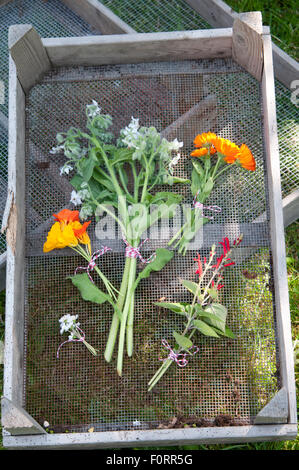 Fiori commestibili freschi dal giardino, Paesi Bassi Foto Stock