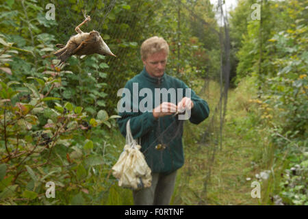 L'uomo la rimozione di volatili da mist net per lo squillo, in allotment, Grande-Synthe, Dunkerque, Francia, settembre 2010, modello rilasciato Foto Stock