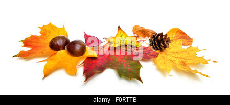 La disposizione delle foglie di autunno, castagne e un cono di abete, studio isolato su sfondo bianco Foto Stock