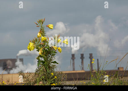 Enotera Oenothera (sp) fioritura in zona industriale, Grande-Synthe, Dunkerque, Francia, settembre 2010 Foto Stock