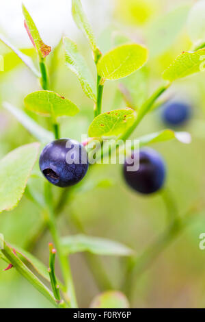 Crescita naturale di mirtilli sani nel bosco Foto Stock