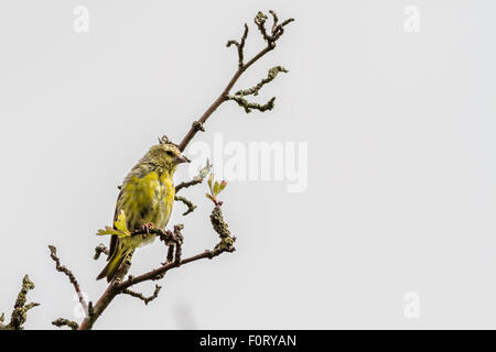 I capretti lucherino maschio guardando un po' trasandato come si sviluppa la sua adulto piume, REGNO UNITO Foto Stock