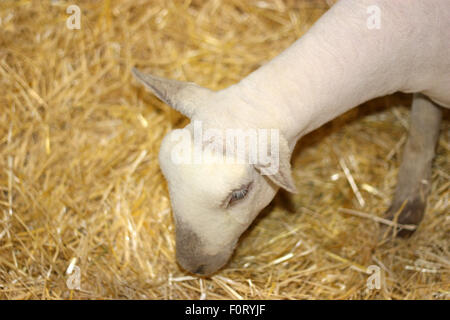 Giovani carino agnello bianco mangiare il fieno secco Foto Stock