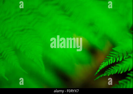 Close up ladyfern (Athyrium filix-femina) fronde, Runcu Valley, Dambovita County, Leota Mountain Range, Romania, Luglio Foto Stock