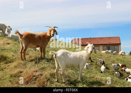 Capre pascolano in campo Foto Stock