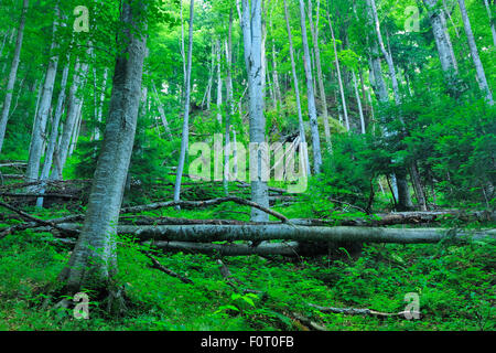 Alberi di faggio (Fagus sylvatica) in Beech-Fir incontaminata foresta, Runcu Valley, Dambovita County, Leota Mountain Range, Romania, Luglio Foto Stock