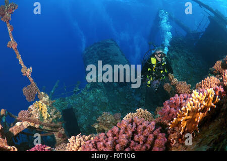 Mar Rosso, Egitto. 15 ottobre, 2014. Sommozzatore guardando wreckship Gianis D. Mare Rosso, Sharm El Sheikh, Egitto © Andrey Nekrasov/ZUMA filo/ZUMAPRESS.com/Alamy Live News Foto Stock