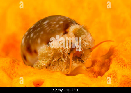 Un rivestito a labbro, cowrie Cypraea labrolineata, muovendosi attraverso la superficie di una spugna incrostante, Yap, Micronesia. Foto Stock