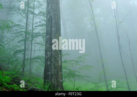 Immacolate faggio (Fagus sylvatica) e Fir (Abies sp) foreste nella nebbia, Stramba Valley, Monti Fagaras, Carpazi Meridionali, Romania, Luglio. Sito Natura 2000 Foto Stock