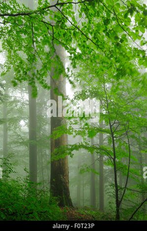 Immacolate faggio (Fagus sylvatica) e Fir (Abies sp) foreste, Stramba Valley, Monti Fagaras, Carpazi Meridionali, Romania, Luglio. Sito Natura 2000 Foto Stock