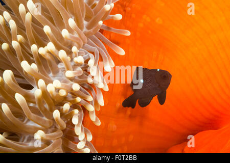 Questo bambino di tre spot castagnole, Dascyllus trimaculatus, è raffigurato accanto l anemone che si utilizza per la protezione. Come Foto Stock