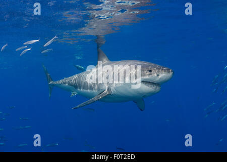 Questo grande squalo bianco, Carcharodon carcharias, è stato fotografato off Isola di Guadalupe, in Messico. Foto Stock