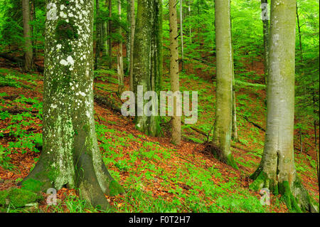 Immacolate faggio (Fagus sylvatica) e fir (Abies sp) foresta understorey, Stramba Valley, Monti Fagaras, Carpazi Meridionali, Romania, Luglio. Sito Natura 2000 Foto Stock