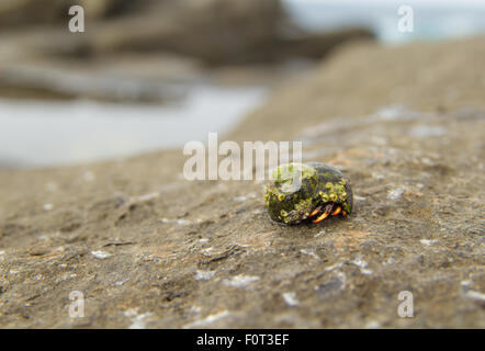 Piccolo granchio eremita nel guscio seasnail su una roccia Foto Stock