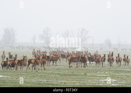 Il cervo (Cervus elaphus) e cavalli Konik (Equus ferus), rispetto della selvaggia Tarpan cavallo, Oostvardersplassen Riserva Naturale, Paesi Bassi Foto Stock