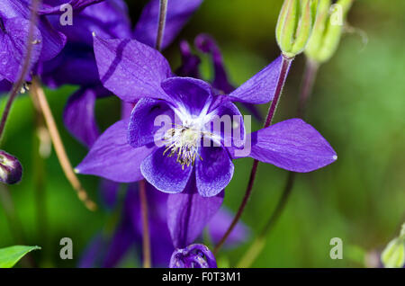 Close-up di un fiore di aquilegia Foto Stock