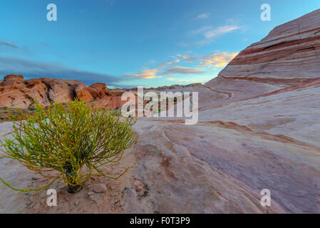 Albero singolo su un deserto della Valle del Fuoco del Parco Statale Overton Nevada Foto Stock
