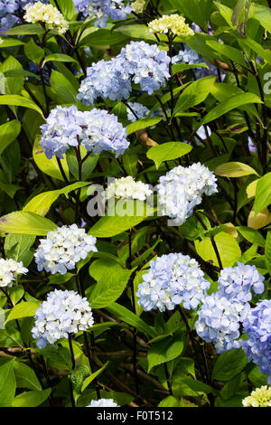 Steli nero distinguere la minore intitolata mophead Hydrangea macrophylla 'Nigra' da altre varietà Foto Stock