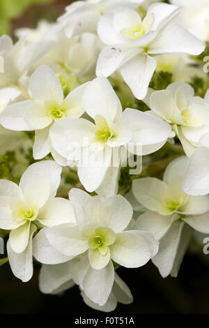 Doppio sterile in fiore fiorisce in panicle della quercia lasciato Hydrangea quercifolia 'Sora Queen' Foto Stock