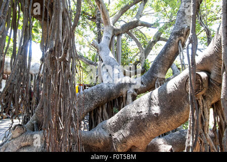 Un enorme strangler fig o banyan tree (Ficus aurea della famiglia di gelso) sul Fiume Cuale Isola di Puerto Vallarta, Messico. Foto Stock