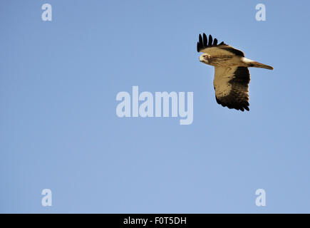 Avviato, eagle (Aquila pennata) Campanarios de Azaiba Riserva, Salamanca, regione Castilla y Leon, Spagna Foto Stock