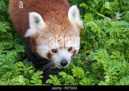 Panda rosso close up di faccia Foto Stock