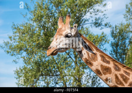Vicino la foto di una giraffa Rothschild testa Foto Stock