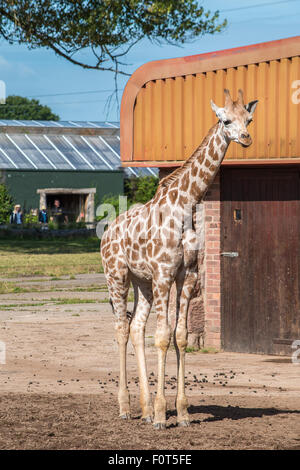 Giraffa Rothschild tre settimane Foto Stock