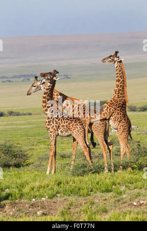 Masai Giraffe Necking Foto Stock