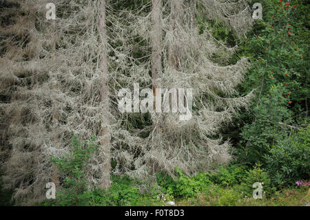 Alberi morenti dall'infestazione da scolitidi, Velebit Settentrionale Il Parco Nazionale Velebit e il Parco di natura, costa dalmata, mare Adriatico, Croazia Foto Stock
