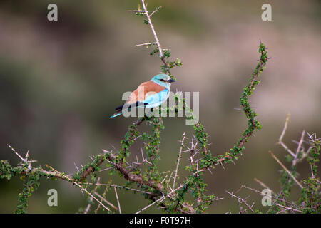 Rullo di europei in Acacia Bush Foto Stock