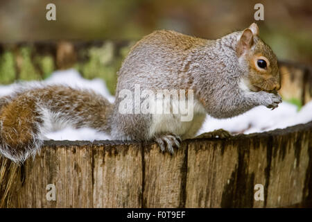 Grigio occidentale scoiattolo (Sciurus grieus) mangiare, mentre è seduto sul bordo di un semi-cilindro piantatrice parzialmente riempita con la neve Foto Stock