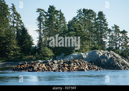 Mare del Nord Lion o Stellar colonia di leoni di mare sui fratelli isola in Fredericks Suono, Alaska, STATI UNITI D'AMERICA Foto Stock