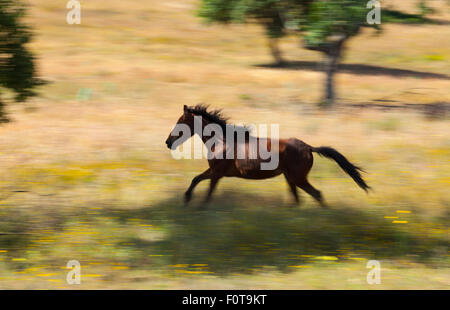 Cavallo Retuerta (Equus caballus ferus) acceso, una volta nativo, ora re-introdotte a pascolare in Campanarios de Azaba riserva biologica, un rewilding Area Europa, Salamanca, Castilla y Leon, Spagna Foto Stock