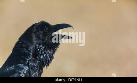 Comune di corvo imperiale (Corvus corax) profilo di chiamata, Campanarios de Azaba riserva biologica, un rewilding area Europa, Salamanca, Castilla y Leon, Spagna Foto Stock