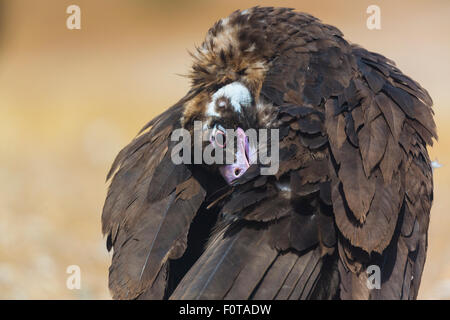 Unione avvoltoio nero (Aegypius monachus) preening, Campanarios de Azaba riserva biologica, un rewilding area Europa, Salamanca, Castilla y Leon, Spagna Foto Stock