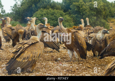 Grifone (Gyps fulvus) grande gruppo al sito di alimentazione, Campanarios de Azaba riserva biologica, un rewilding area Europa, Salamanca, Castilla y Leon, Spagna Foto Stock