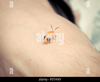 Coccinella insetto feci sulla pelle Foto Stock