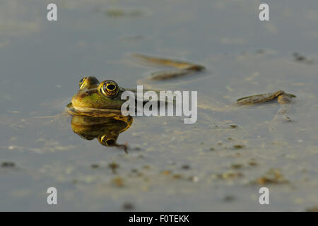 Piscina (Rana Rana lessonae) di appoggio in corrispondenza della superficie, il delta del Danubio rewilding area, Romania Foto Stock