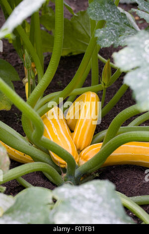 La Cucurbita pepo. La zucchina 'Sunbeam' crescente nell'orto. Foto Stock