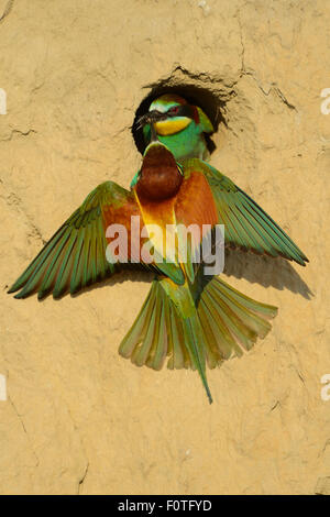 Unione bee eater (Merops apiaster) coppia al nido al sito di riproduzione, il delta del Danubio rewilding area, Romania, Giugno Foto Stock