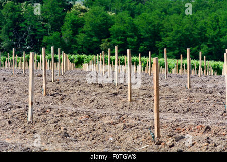 Montanti in legno posto in terra per contrassegnare spot per i nuovi vigneti ad essere piantati a vigneto nella campagna francese Foto Stock